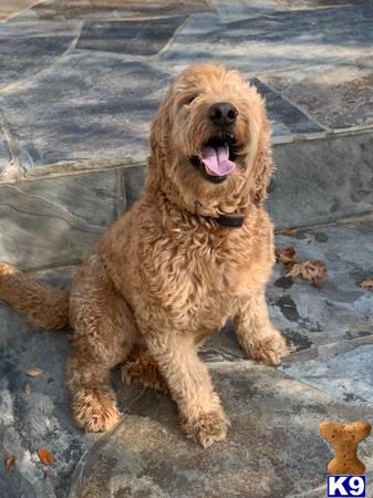a goldendoodles dog sitting on the ground