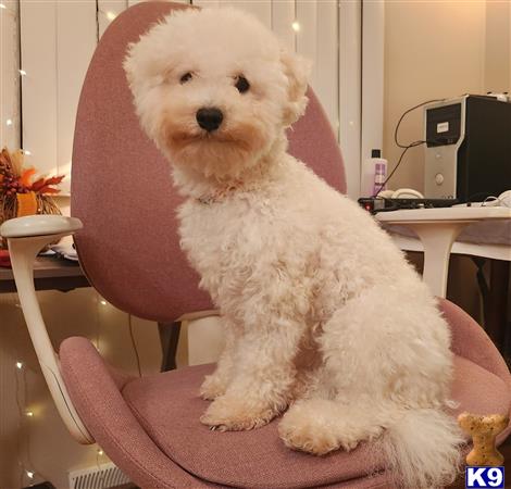 a white poodle dog sitting on a chair