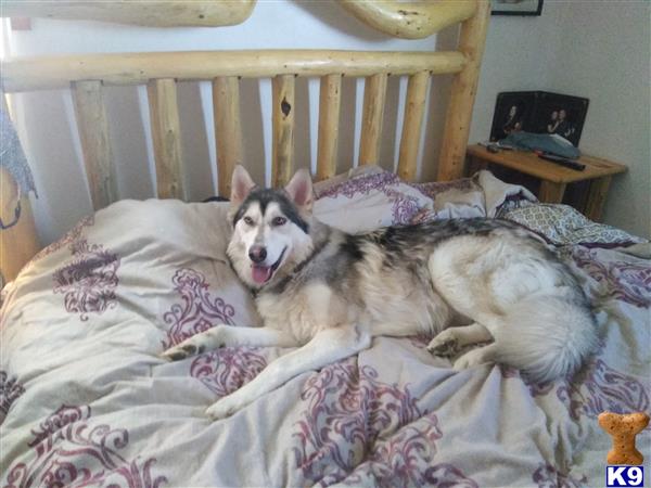 a wolf dog dog lying on a bed