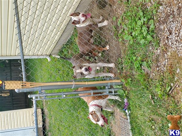 a group of cats in a fenced in area