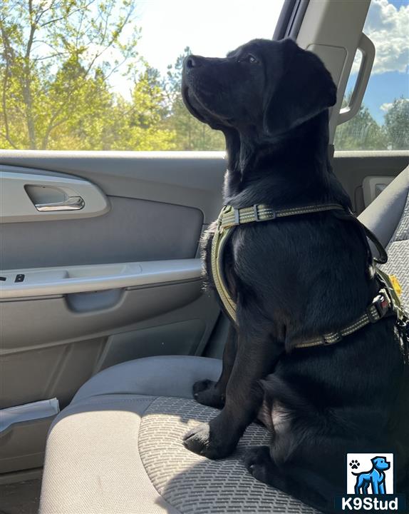 a labrador retriever dog sitting in a car