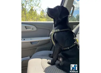 a labrador retriever dog sitting in a car