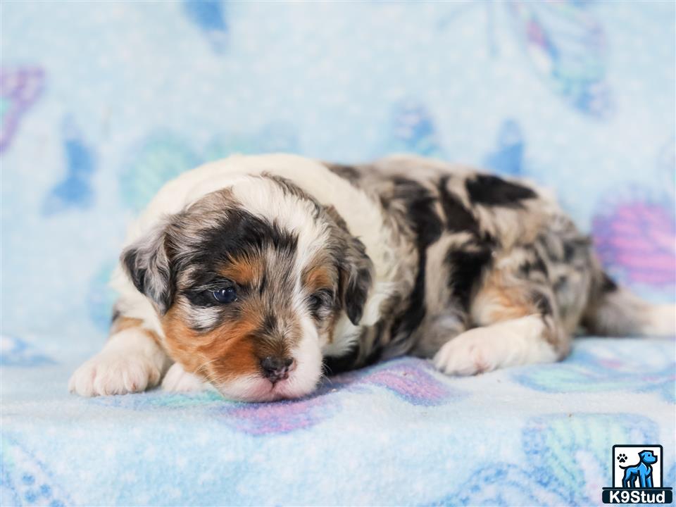 a bernedoodle puppy lying on a blanket