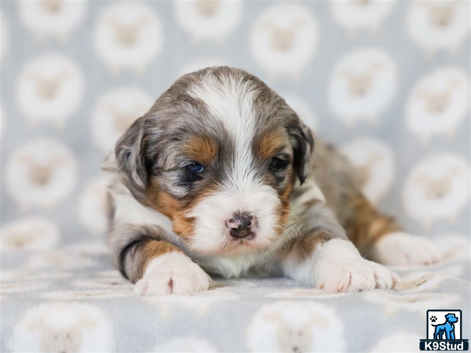 a bernedoodle puppy lying on a blanket