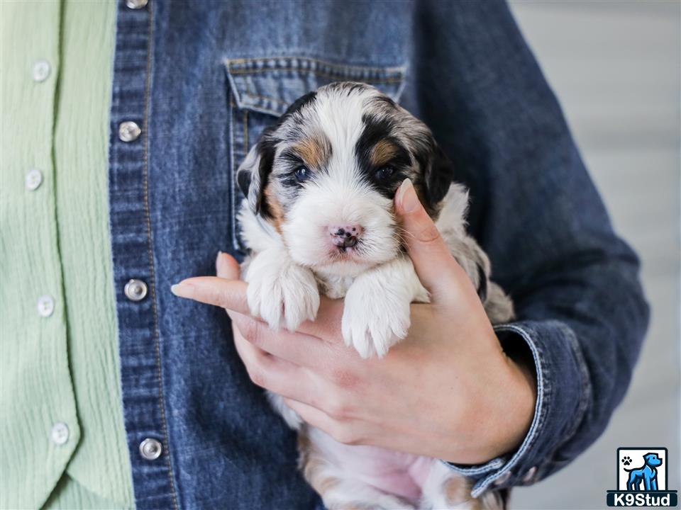 a person holding a small animal