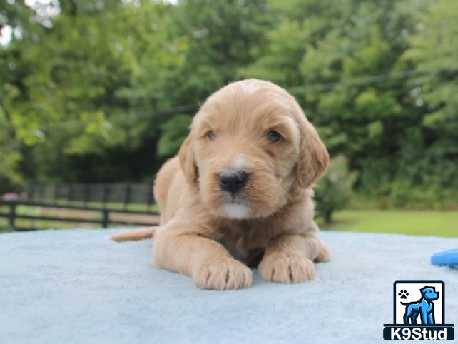 a goldendoodles puppy lying on a white surface