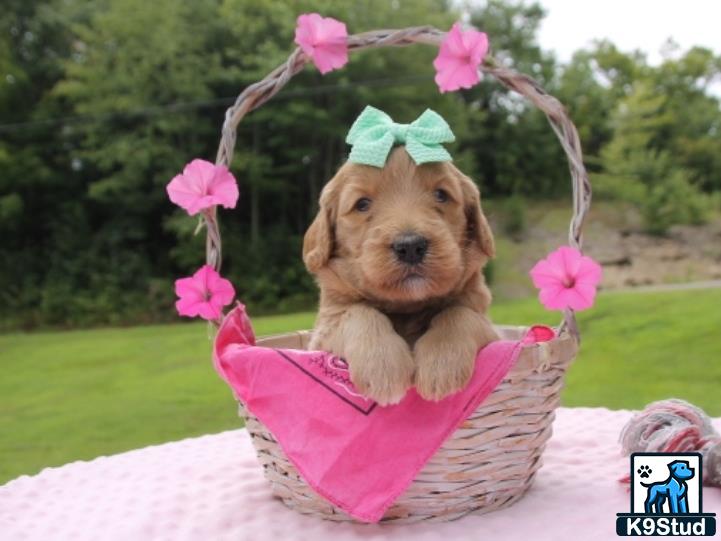 a goldendoodles dog in a basket