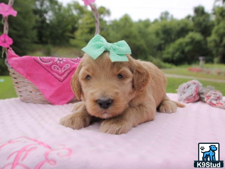 a goldendoodles dog wearing a hat