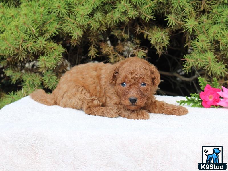 a poodle puppy lying on a blanket