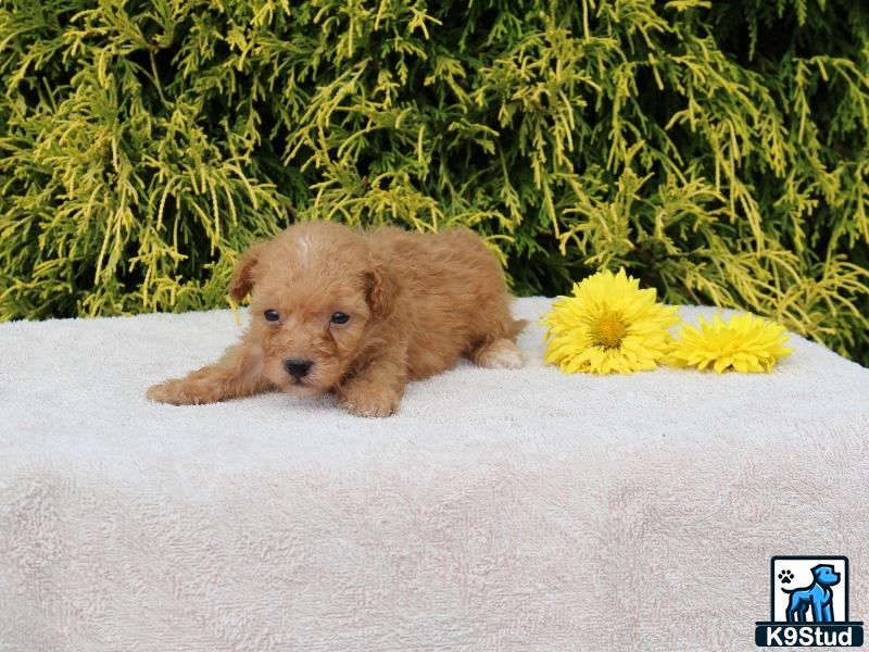 a poodle puppy lying on a blanket