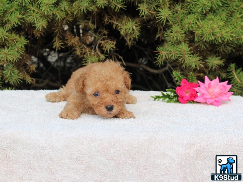 a poodle puppy lying on a blanket