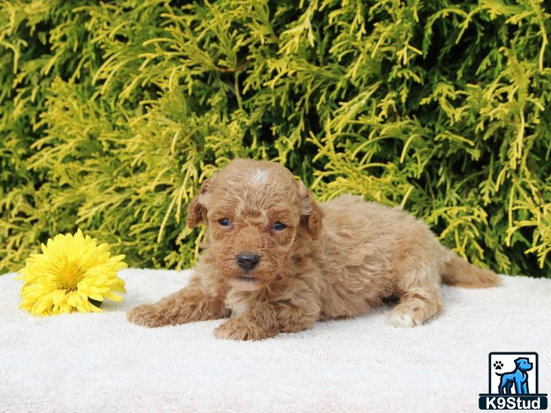 a poodle puppy lying in the snow