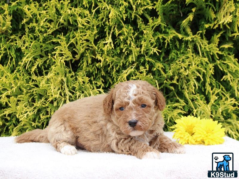 a poodle puppy lying on a blanket