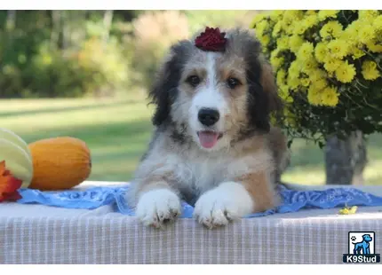 a bernedoodle dog sitting on a blanket