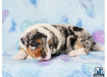 a bernedoodle puppy lying on a blanket