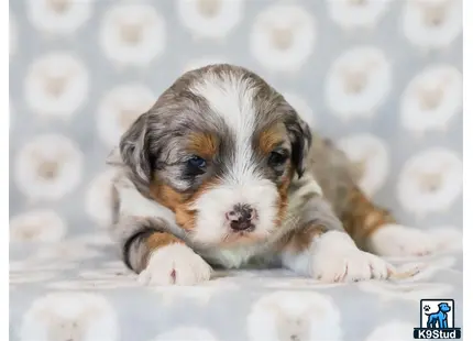 a bernedoodle puppy lying on a blanket