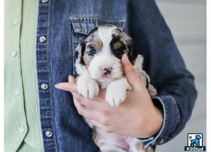 a person holding a small animal