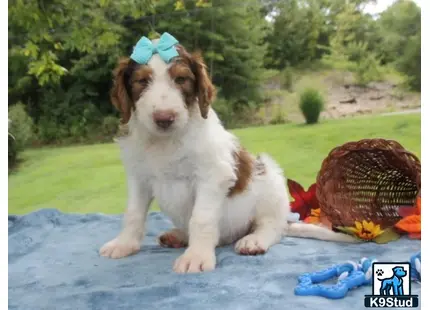 a bernedoodle dog wearing a hat