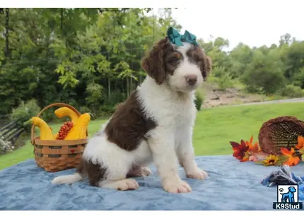 a bernedoodle dog sitting on a mat with a basket of flowers