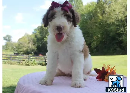 a bernedoodle dog with a flower in its hair