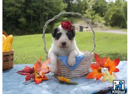 a bernedoodle dog in a basket of flowers