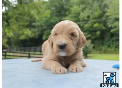 a goldendoodles puppy lying on a white surface