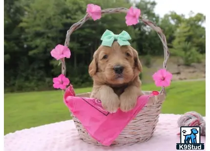 a goldendoodles dog in a basket