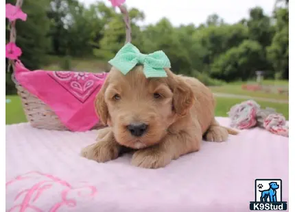 a goldendoodles dog wearing a hat