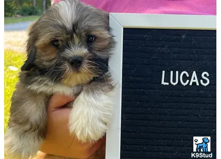 a lhasa apso dog with a persons hand on its head