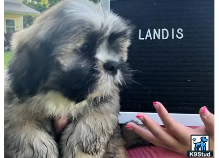 a lhasa apso dog sitting on a couch