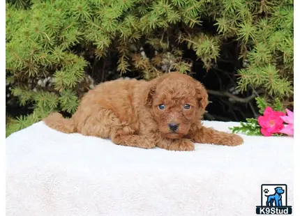 a poodle puppy lying on a blanket