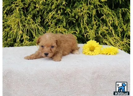 a poodle puppy lying on a blanket