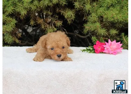 a poodle puppy lying on a blanket