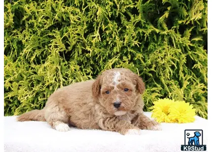 a poodle puppy lying on a blanket