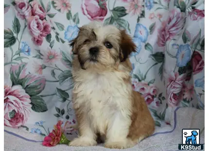 a shichons dog sitting on a couch