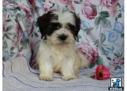 a small shichons dog sitting on a floral surface