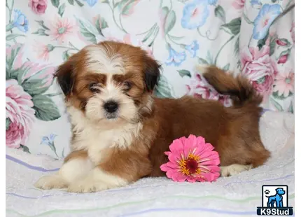 a shichons dog lying on a bed