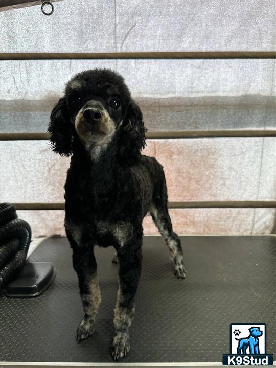 a poodle dog sitting on the floor