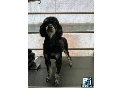 a poodle dog sitting on the floor