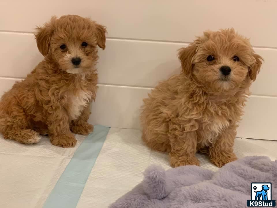 two small maltipoo dogs sitting on a bed