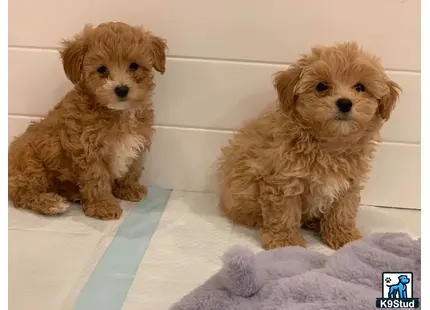 two small maltipoo dogs sitting on a bed