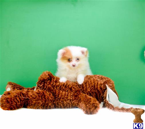 Teacup Pomeranian Puppies Lolo f