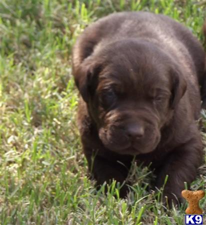 a labrador retriever dog lying in the grass