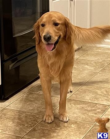 a golden retriever dog standing on a tile floor