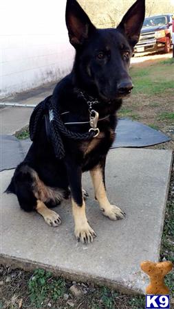 a german shepherd dog wearing a leash