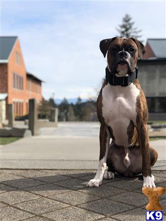 a boxer dog standing on a sidewalk