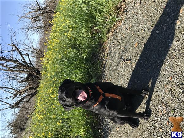 a labrador retriever dog on a leash on grass