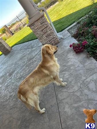 a golden retriever dog sitting on a sidewalk