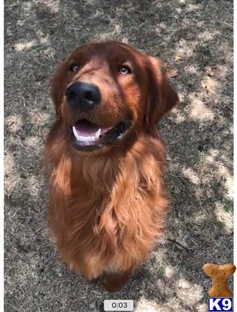 a golden retriever dog sitting on the ground