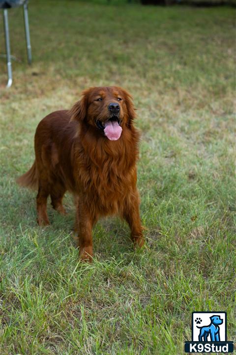 a golden retriever dog standing in a grassy area